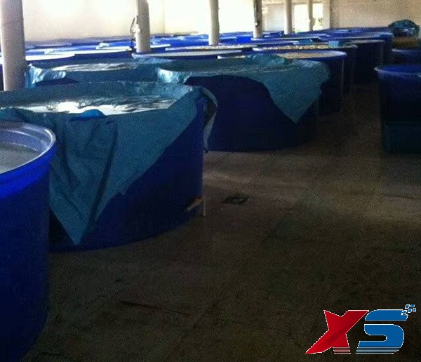 大容量蓝色水产养殖桶价格_塑料养殖桶厂家