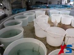 多规格锦鲤养殖池塑料桶厂家